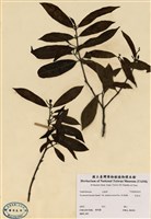 藏品(青紫木)的圖片